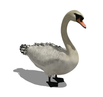 精品动物模型 鹅